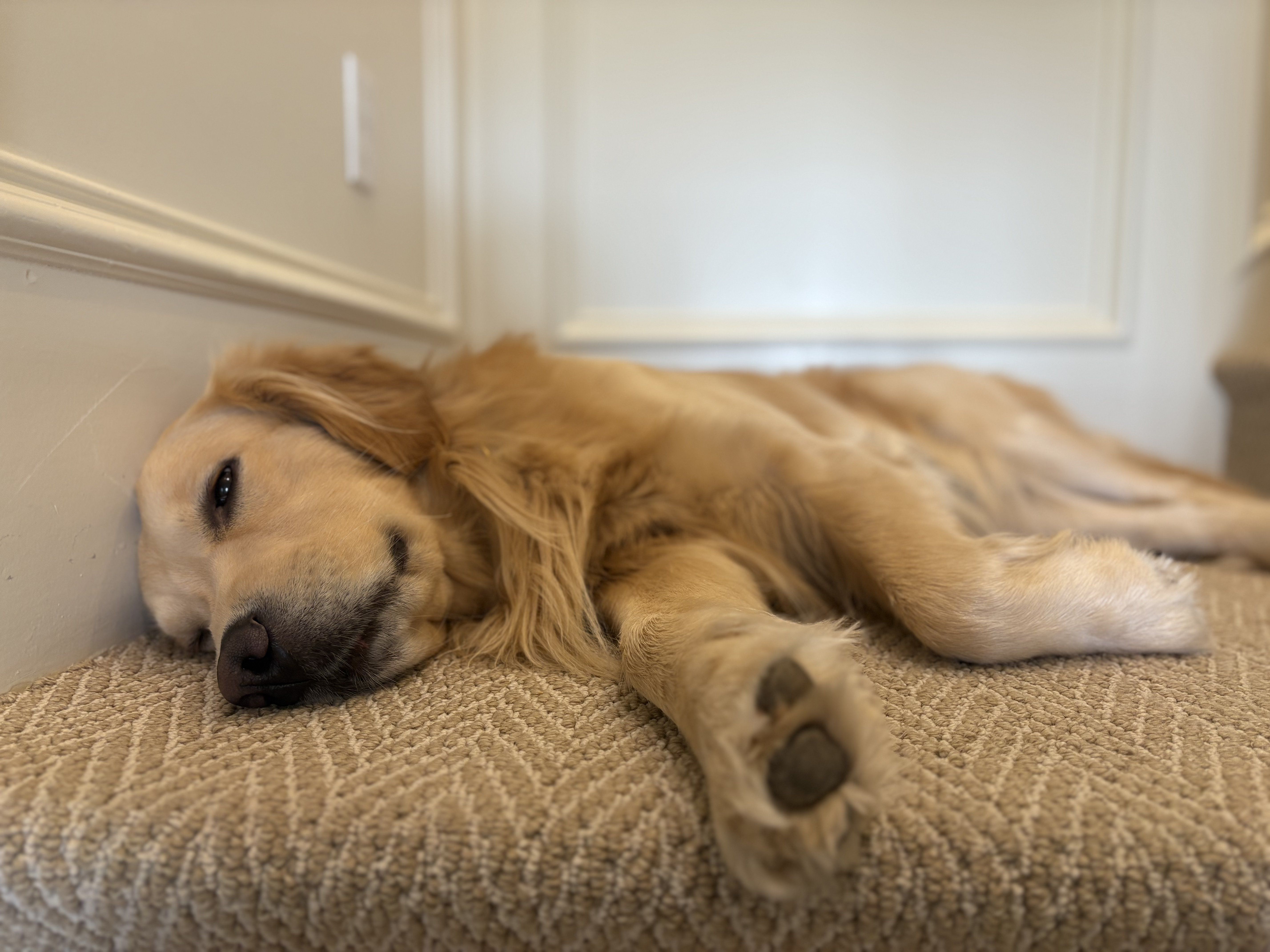 Chip lying on carpet
