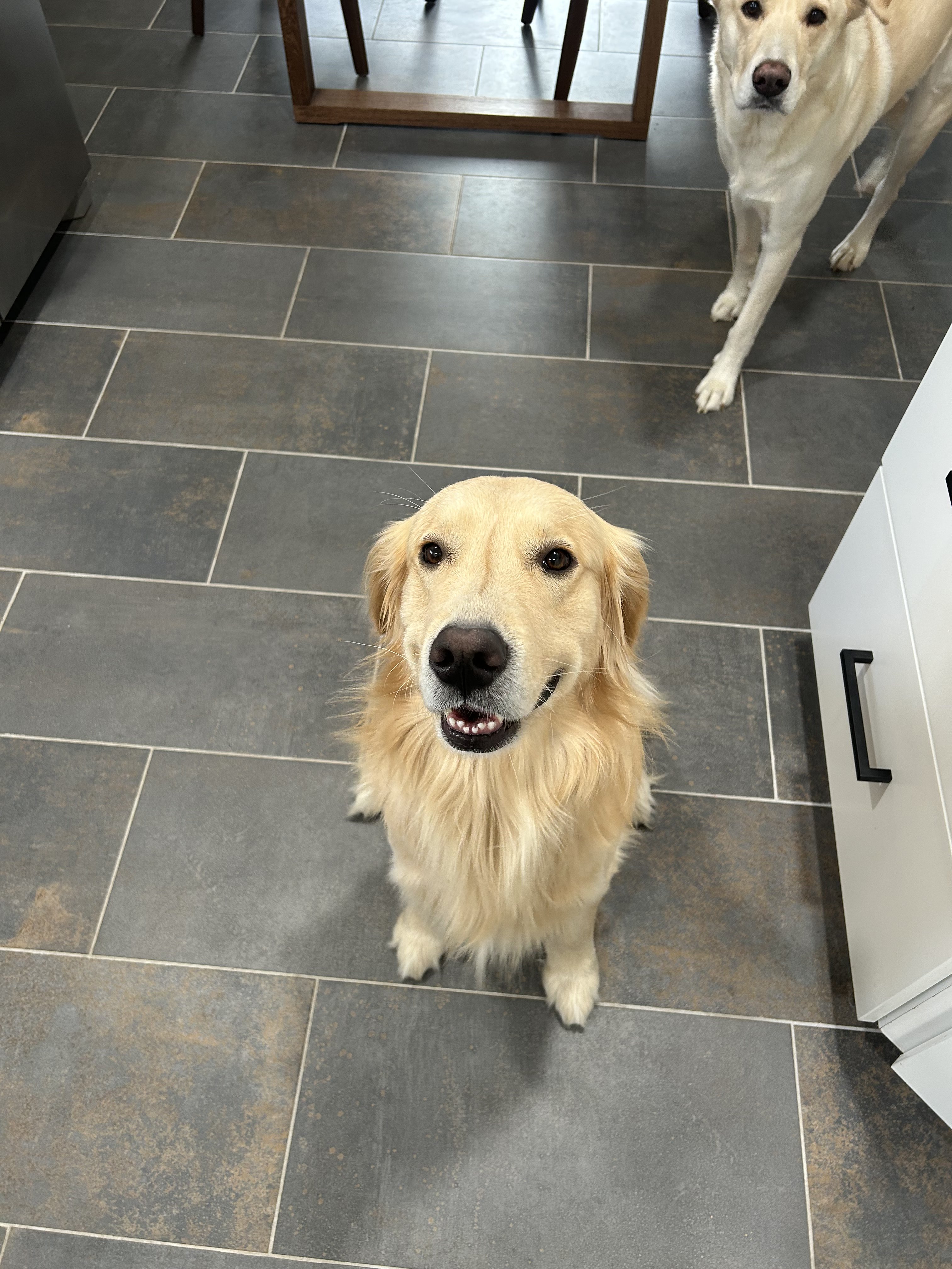 Chip happy