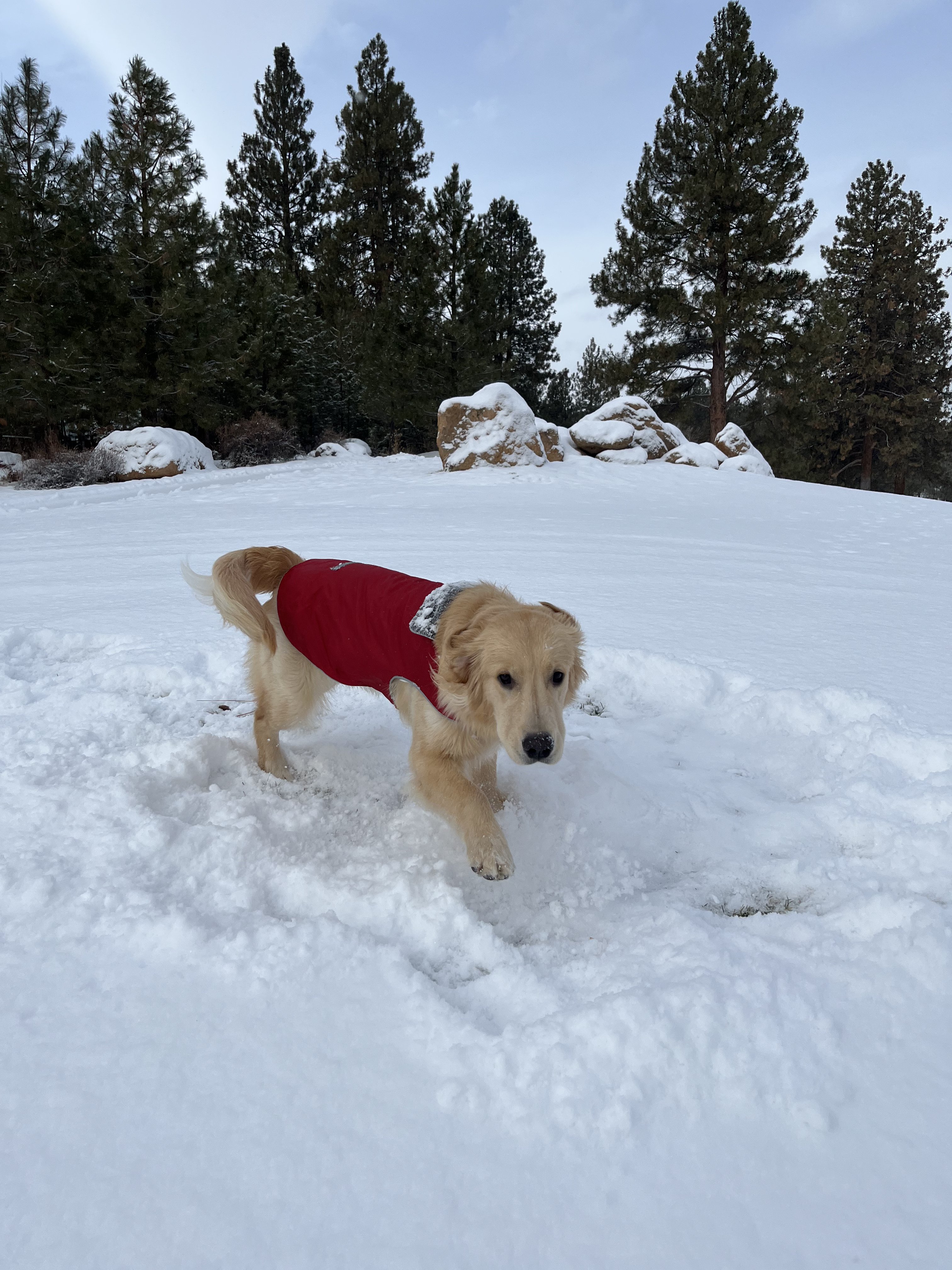 Chip in snow