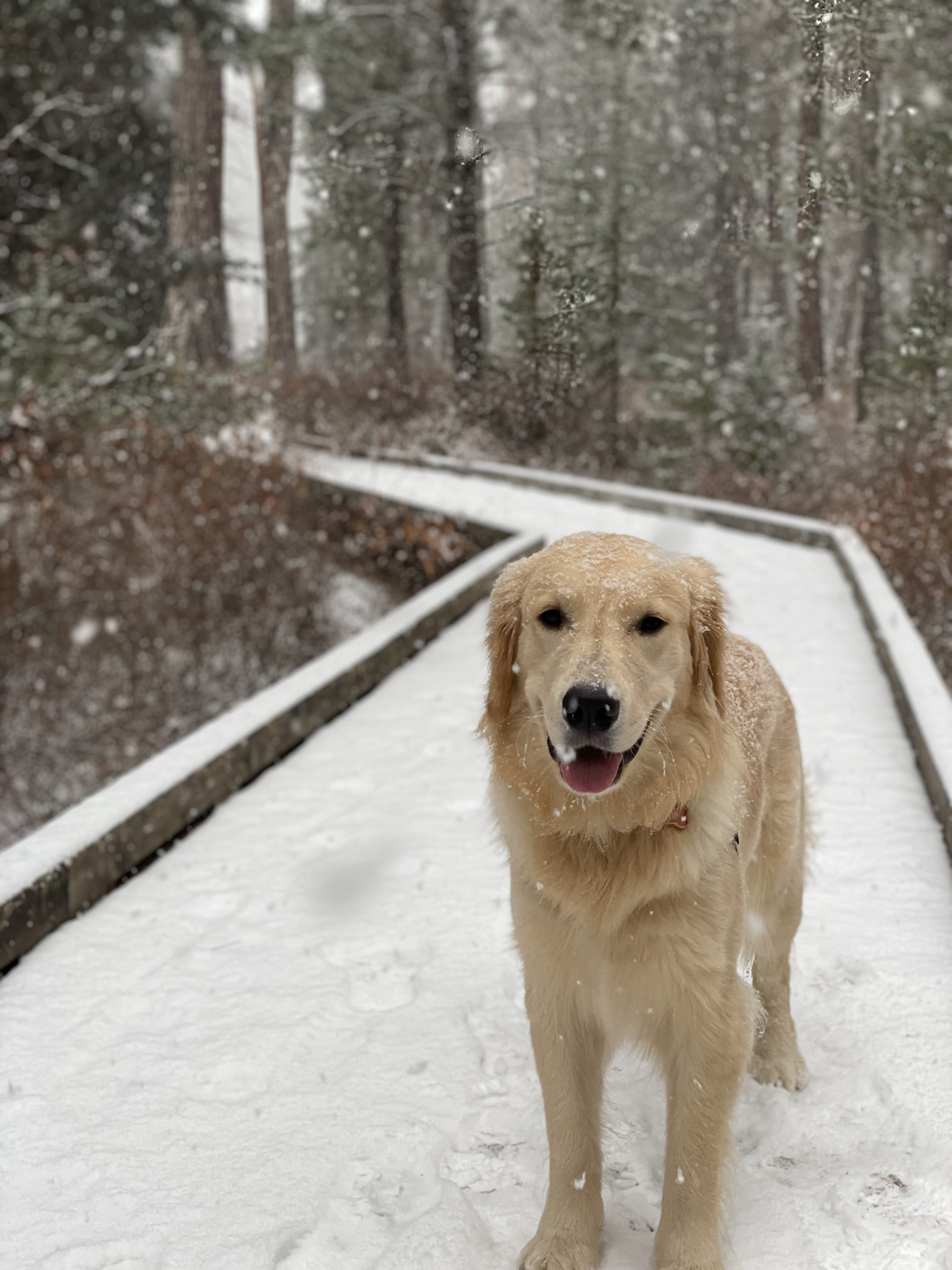 More snow